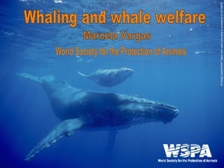 Marcela Vargas Whaling and whale welfare World Society for the Protection of Animals © Phillip Colla/HWRF Taken and used according to provisions of US NMFS 