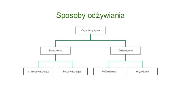 Wstęp do biologii