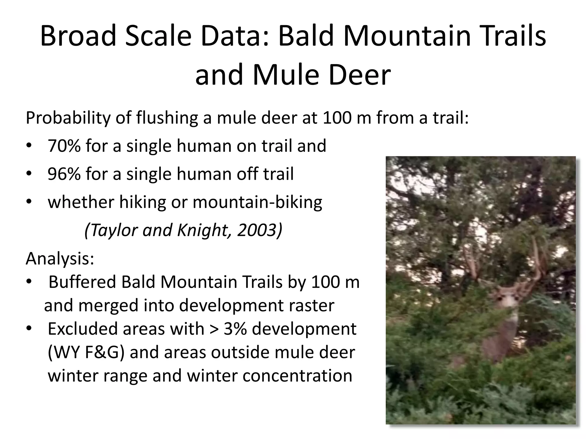 Broad Scale Data: Bald Mountain Trails
and Mule Deer
Probability of flushing a mule deer at 100 m from a trail:
• 70% for a single human on trail and
• 96% for a single human off trail
• whether hiking or mountain-biking
(Taylor and Knight, 2003)
Analysis:
• Buffered Bald Mountain Trails by 100 m
and merged into development raster
• Excluded areas with > 3% development
(WY F&G) and areas outside mule deer
winter range and winter concentration
 