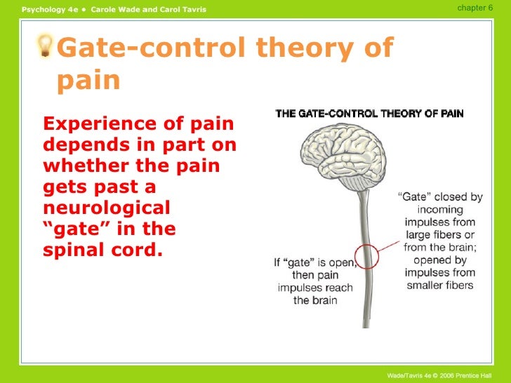 Sensation & Perception PowerPointSensation & Perception PowerPoint