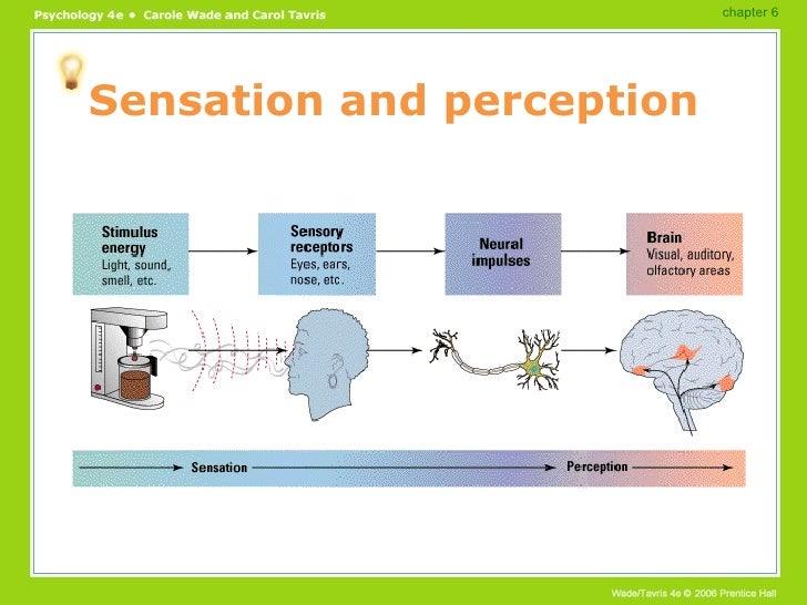 perception process 3 stages perception process 3 stages