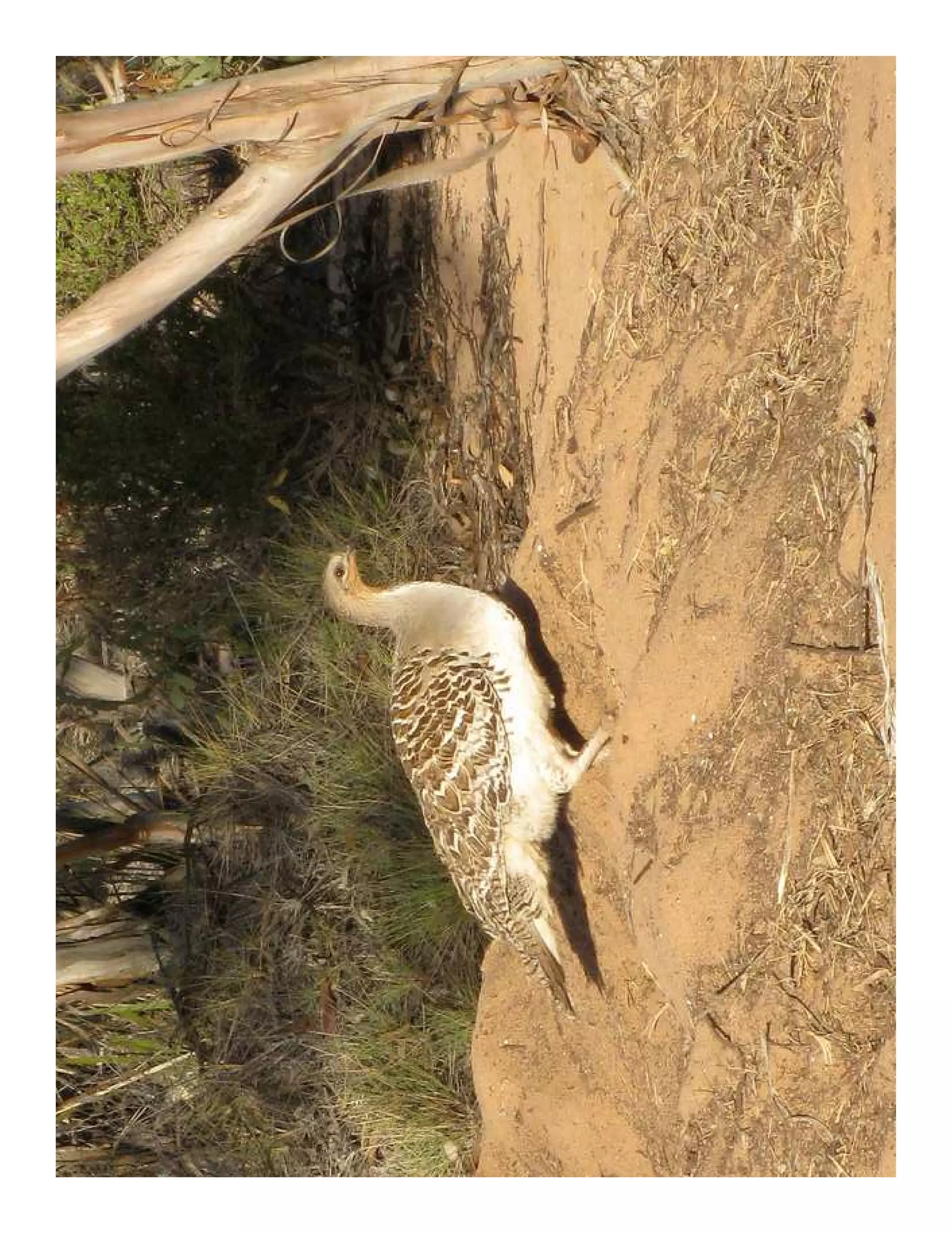 Foundation achievements




Wildlife Tourism Australia Workshop |   Caring for Australia’s Natural and Cultural Heritage since 1970
 