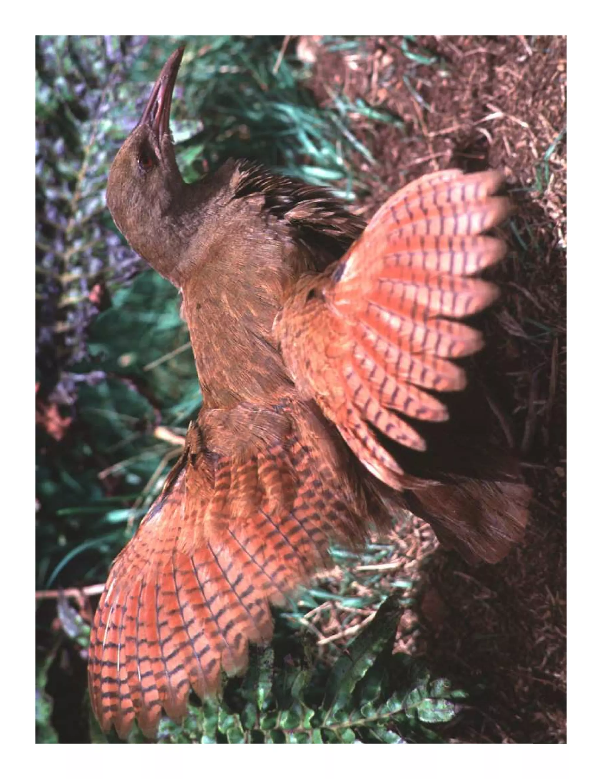 Foundation achievements




Wildlife Tourism Australia Workshop |   Caring for Australia’s Natural and Cultural Heritage since 1970
 