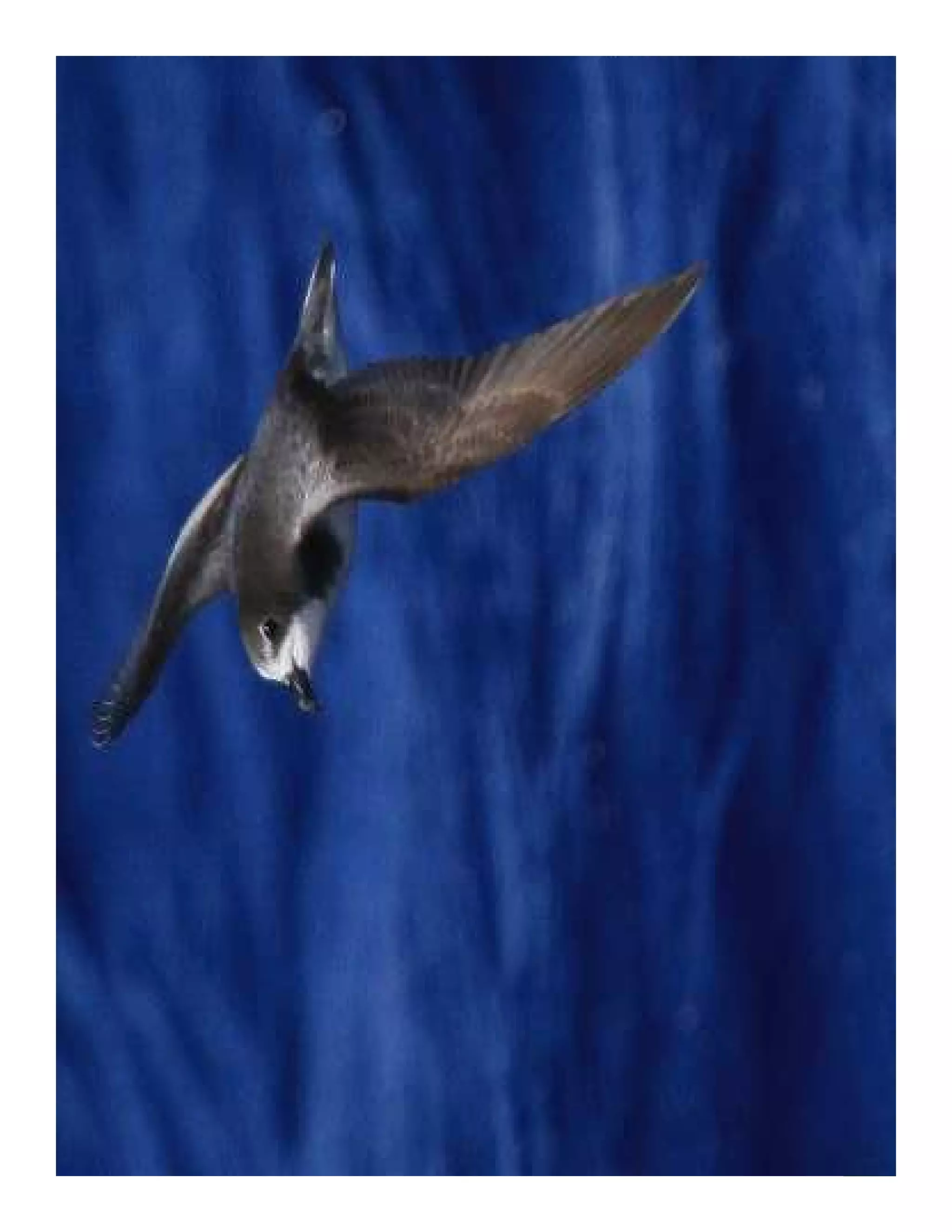 Foundation achievements




Wildlife Tourism Australia Workshop |   Caring for Australia’s Natural and Cultural Heritage since 1970
 