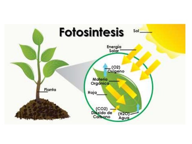 Producción Primaria Y Transferencia De Energía
