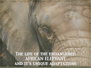 The Life of the Endangered African Elephant and it's Unique Adaptatio…