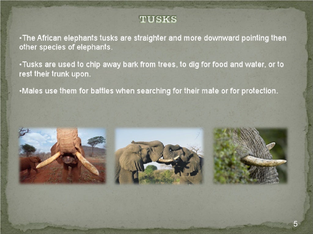 The Life of the Endangered African Elephant and it's Unique Adaptatio…