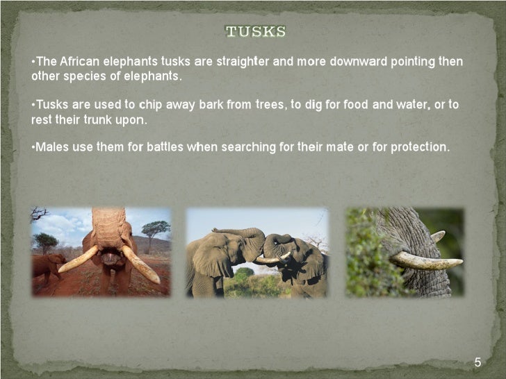 The Life of the Endangered African Elephant and it's Unique Adaptatio…