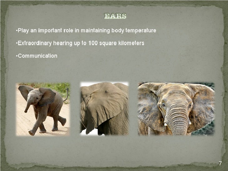 The Life of the Endangered African Elephant and it�s