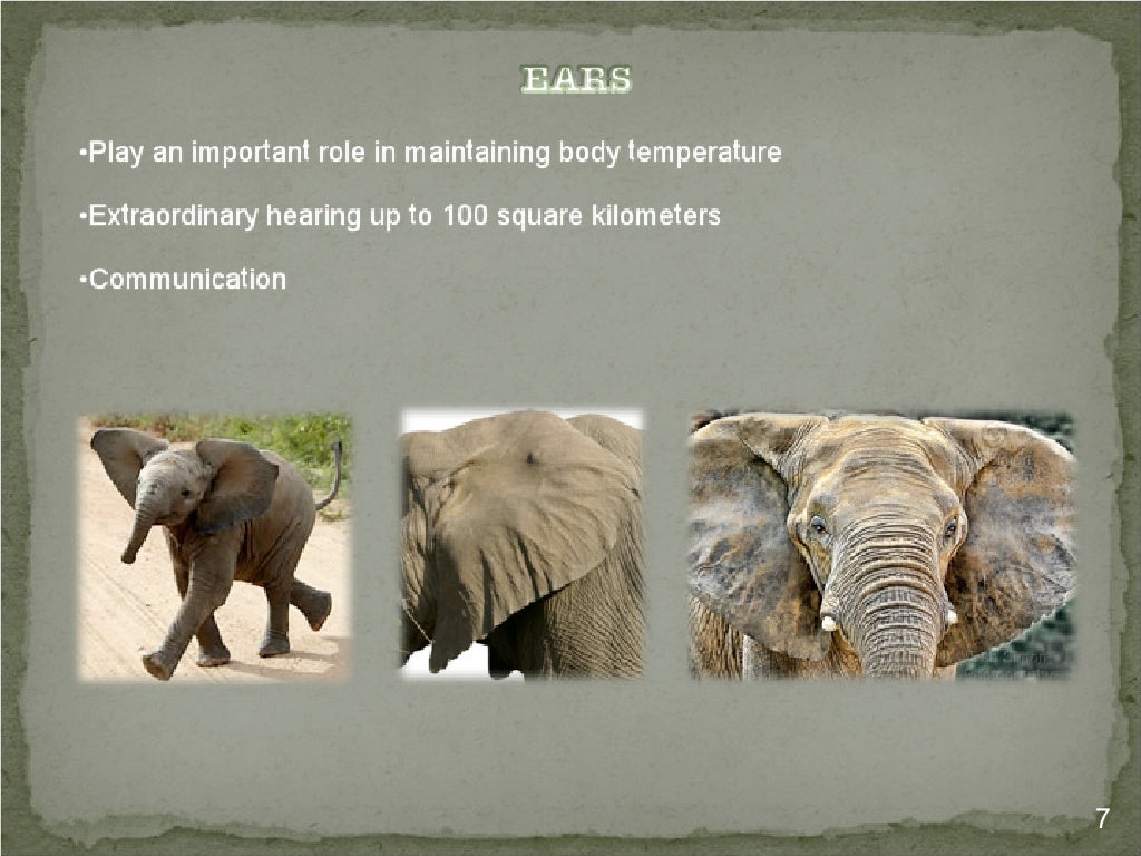 The Life of the Endangered African Elephant and it's Unique Adaptatio…