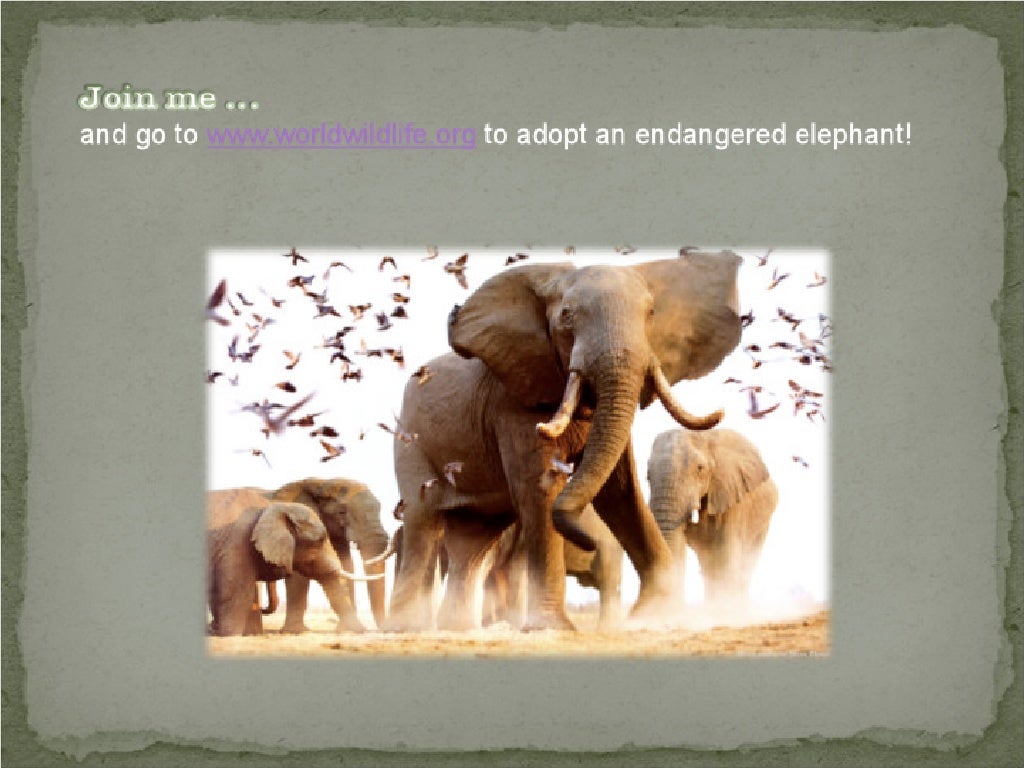 The Life of the Endangered African Elephant and it's Unique Adaptatio…