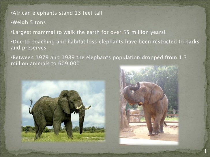 The Life of the Endangered African Elephant and it's
