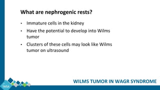 WILMS TUMOR IN WAGR SYNDROME
• Immature cells in the kidney
• Have the potential to develop into Wilms
tumor
• Clusters of these cells may look like Wilms
tumor on ultrasound
What are nephrogenic rests?
 