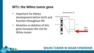 • Important for kidney
development before birth and
function throughout life
• Mutation or deletion of this
gene increases the risk for
Wilms tumor
WILMS TUMOR IN WAGR SYNDROME
WT1: the Wilms tumor gene
Chromosome 11
WT1
gene
 