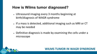 ● Ultrasound imaging every 3 months beginning at
birth/diagnosis of WAGR syndrome
● If a mass is detected, additional imaging such as MRI or CT
may be needed
● Definitive diagnosis is made by examining the cells under a
microscope
WILMS TUMOR IN WAGR SYNDROME
How is Wilms tumor diagnosed?
 