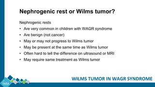 Nephrogenic rests
• Are very common in children with WAGR syndrome
• Are benign (not cancer)
• May or may not progress to Wilms tumor
• May be present at the same time as Wilms tumor
• Often hard to tell the difference on ultrasound or MRI
• May require same treatment as Wilms tumor
WILMS TUMOR IN WAGR SYNDROME
Nephrogenic rest or Wilms tumor?
 