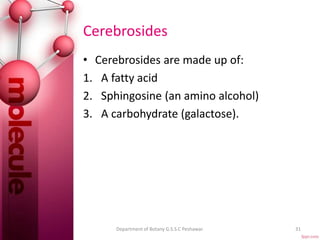 Cerebrosides
• Cerebrosides are made up of:
1. A fatty acid
2. Sphingosine (an amino alcohol)
3. A carbohydrate (galactose).
31Department of Botany G.S.S.C Peshawar.
 