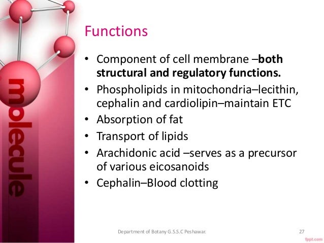 How do lipids function in structure and regulation #1