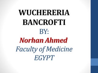 WUCHERERIA
BANCROFTI
BY:
Norhan Ahmed
Faculty of Medicine
EGYPT
 