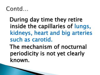 During day time they retire
inside the capillaries of lungs,
kidneys, heart and big arteries
such as carotid.
The mechanism of nocturnal
periodicity is not yet clearly
known.
 