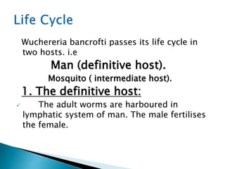Wuchereria bancrofti passes its life cycle in
two hosts. i.e
Man (definitive host).
Mosquito ( intermediate host).
1. The definitive host:
 The adult worms are harboured in
lymphatic system of man. The male fertilises
the female.
 