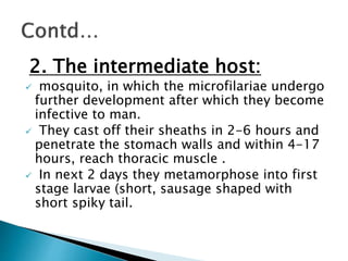 2. The intermediate host:
 mosquito, in which the microfilariae undergo
further development after which they become
infective to man.
 They cast off their sheaths in 2-6 hours and
penetrate the stomach walls and within 4-17
hours, reach thoracic muscle .
 In next 2 days they metamorphose into first
stage larvae (short, sausage shaped with
short spiky tail.
 