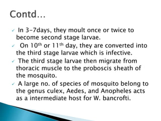  In 3-7days, they moult once or twice to
become second stage larvae.
 On 10th or 11th day, they are converted into
the third stage larvae which is infective.
 The third stage larvae then migrate from
thoracic muscle to the proboscis sheath of
the mosquito.
 A large no. of species of mosquito belong to
the genus culex, Aedes, and Anopheles acts
as a intermediate host for W. bancrofti.
 