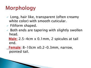  Long, hair like, transparent (often creamy
white color) with smooth cuticular.
 Filiform shaped.
 Both ends are tapering with slightly swollen
head.
Male: 2.5-4cm x 0.1mm, 2 spicules at tail
end.
Female: 8-10cm x0.2-0.3mm, narrow,
pointed tail.
 