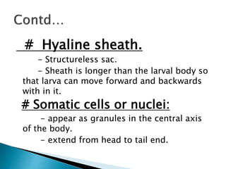 # Hyaline sheath.
- Structureless sac.
- Sheath is longer than the larval body so
that larva can move forward and backwards
with in it.
# Somatic cells or nuclei:
- appear as granules in the central axis
of the body.
- extend from head to tail end.
 
