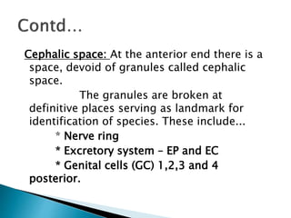 Cephalic space: At the anterior end there is a
space, devoid of granules called cephalic
space.
The granules are broken at
definitive places serving as landmark for
identification of species. These include...
* Nerve ring
* Excretory system – EP and EC
* Genital cells (GC) 1,2,3 and 4
posterior.
 