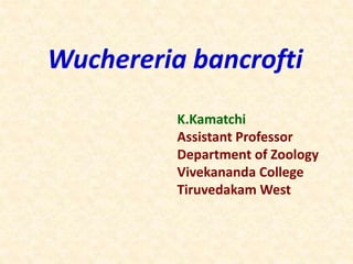 Wuchereria bancrofti
K.Kamatchi
Assistant Professor
Department of Zoology
Vivekananda College
Tiruvedakam West
 