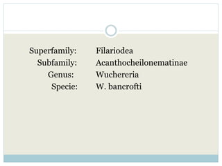Superfamily: Filariodea
Subfamily: Acanthocheilonematinae
Genus: Wuchereria
Specie: W. bancrofti
 
