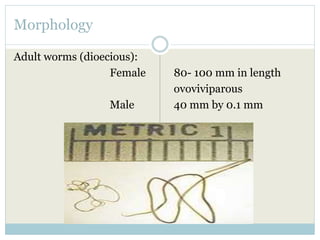 Morphology
Adult worms (dioecious):
Female 80- 100 mm in length
ovoviviparous
Male 40 mm by 0.1 mm
 