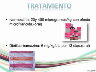 Ivermectina: 20y 400 microgramos/kg con efecto microfilaricida.(oral)Dietilcarbamazina: 6 mg/kg/dia por 12 dias.(oral)TRATAMIENTO