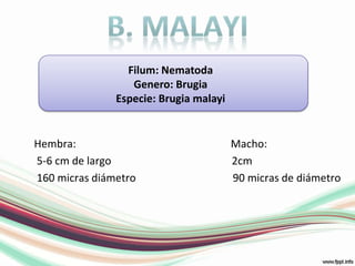 B. malayiFilum: NematodaGenero: BrugiaEspecie: BrugiamalayiHembra:                Macho:  5-6 cm de largo           2cm 160 micras diámetro               		        90 micras de diámetro