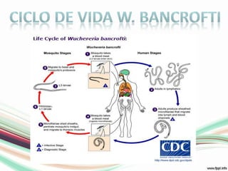 Ciclo de vida w. bancrofti
