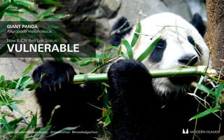MODERN HUMANMODERN HUMANhttp://modernhuman.design @modhuman #knowledgechain
GIANT PANDA
Ailuropoda melanoleuca 
New IUCN Red List Status:
VULNERABLE
 