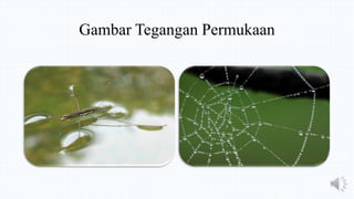 Gambar Tegangan Permukaan
 