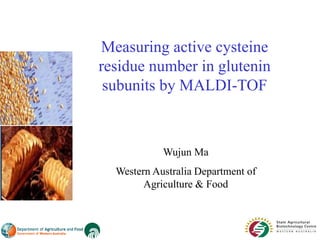 Measuring active cysteine
residue number in glutenin
 subunits by MALDI-TOF



            Wujun Ma
  Western Australia Department of
        Agriculture & Food
 