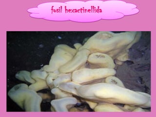 fosil hexactinellida
 