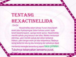 Tentang
Hexactinellida
. Ciri-Ciri
           Hexactinellida dalam bahasa Yunani (hexa berarti
enam) atau Hyalospongiae (dalam bahasa yunani, hyalo
berarti kaca/transparan, spongia berati spons). Hexactinellida
memiliki spikula yang tersusun dari silika. Mereka mempunyai
sifat khas, yakni memiliki spikula dari silikon berbentuk
triakson, yakni dengan enam jari atau kelipantanya. Badanya
sering berbentuk tabung atau keranjang dan spikulanya dapat
membentuk kerangka bersambung seperti kaca
                                    pintalan.
Tubuhnya kebanyakan berwarna pucat.
Tinggi tubuhnya rata-rata 10-30 cm.
 