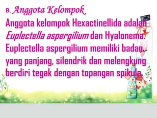 B. Anggota  Kelompok
Anggota kelompok Hexactinellida adalah
Euplectella aspergilium dan Hyalonema.
Euplectella aspergilium memiliki badan
yang panjang, silendrik dan melengkung
berdiri tegak dengan topangan spikula.
 