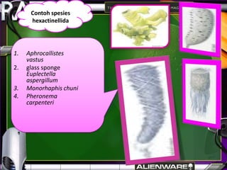 Contoh spesies
      hexactinellida




1.   Aphrocallistes
     vastus
2.   glass sponge
     Euplectella
     aspergillum
3.   Monorhaphis chuni
4.   Pheronema
     carpenteri
 