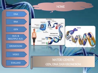 DNA
RNA
GEN
ALEL &
MULTIPLE ALEL
KROMOSOM
VIDEO
EVALUASI
HOME
MATERI GENETIK
GEN, DNA DAN KROMOSOM
 