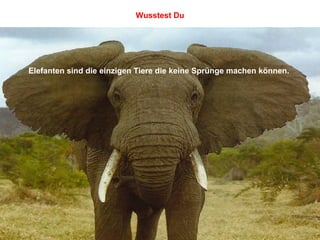 Elefanten sind die einzigen Tiere die keine Sprünge machen können.   Wusstest Du 