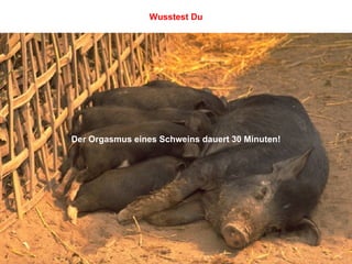 Der Orgasmus eines Schweins dauert 30 Minuten! Wusstest Du 