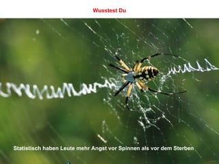 Statistisch haben Leute mehr Angst vor Spinnen als vor dem Sterben Wusstest Du 