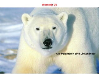 Alle Polarbären sind Linkshänder Wusstest Du 