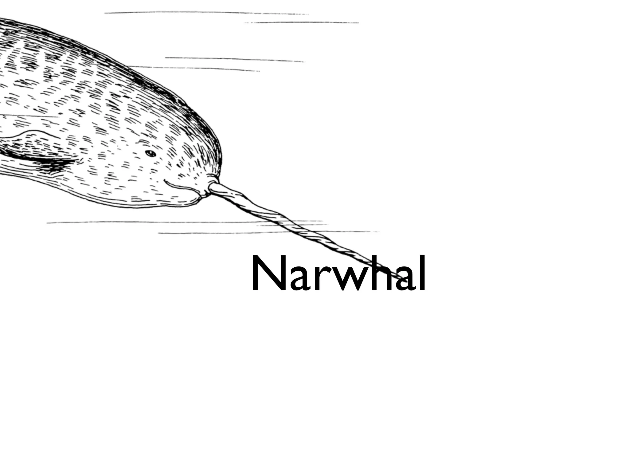 Narwhal
 