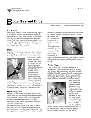 WLG 160




B       utterflies and Birds
                                                                 Tom McCutcheon, WVU Extension Agent, Monongalia County



Introduction
Landscaping to attract wildlife has become very popular      green backs and white undersides. While the ruby-throats
in recent years. This activity has been encouraged by        are the most common hummingbird in West Virginia,
the rediscovery of using native plants in the landscape.     occasionally you
Backyard butterfly and bird watching provides many           may see the rofous
hours of enjoyment and an invaluable connection with         hummingbird or
nature. The first step in transforming one’s yard into a     another western
suitable wildlife refuge is to understand the habits and     species.
needs of these fascinating creatures.                        Hummingbirds eat
                                                             nectar, but they also
Birds                                                        eat insects. They
Birds can be divided into two groups – those that live       can also consume
in West Virginia during the summer and those that live       tree sap from
here all year. The summer birds, known as “neotropical       holes drilled by
                                  migrants,” spend the       sapsuckers. Hummingbirds, which may feed five to eight
                                  winter in warmer           times an hour, may consume half their weight in sugar
                                  climates south of the      each day.
                                  U.S. border, but nest
                                  here in the summer         Butterflies
                                  when food is abundant.     There are more than 120 species of butterflies in
                                  Some families of           West Virginia. Butterflies are insects that go through
                                  summer birds are           four stages of development: egg, caterpillar, chrysalis,
                                  warblers, vireos,          and adult. The adult female will search out a host plant
                                  orioles, tanagers,         (a plant that the caterpillar will feed on) on which to
                                  thrushes, buntings,        lay her eggs. After hatching, the caterpillar will feed
                                  and swallows. Some         on the host plant and increase in size after molting.
                                  resident birds that live                                        Many caterpillars
in West Virginia year-round are the woodpeckers, owls,                                            are as colorful and
northern cardinal, tufted titmouse, blue jay, chickadee,                                          interesting as their
white-breasted nuthatch, and Carolina wren. Other birds                                           adult counterparts.
also winter in West Virginia and summer elsewhere.                                                Next, the caterpillar
                                                                                                  will pupate and form
Hummingbirds                                                                                      the chrysalis, which
There are 16 species of hummingbirds that nest in the                                             generally hangs
United States, but only the ruby-throated hummingbird                                             from a leaf or stem.
nests east of the Rockies. In the winter, ruby-throats                                            This is the stage in
migrate to Mexico and South America. In April,                                                    which a fascinating
they return to West Virginia and stay until September,                                            transformation takes
when they migrate again.                                                                          place. After 12 to 14
The male ruby-throat has the throat patch, or gorget,                                             days, the adult will
that flashes ruby red. Depending on the lighting, the        emerge from the chrysalis as a new creature. The life
throat may appear black. The female does not have the        cycle of butterflies varies from species to species,
throat patch. Both male and female birds have metallic       but it is normally completed in a year or less.
 